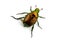 Japanese Beetle Popillia japonica