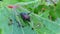 Japanese Beetle, Popillia japonica, on a leaf