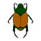 Japanese Beetle, Popillia japonica. Vector