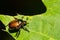 Japanese Beetle skeletonizing a leaf in the garden.