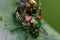 Japanese Beetles