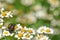 Japanese Beetles on Chamomile Flowers