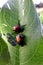 Japanese Beetles on Leaf