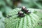 Japanese Beetles Mating