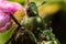 Japanese beetles on a pink flower