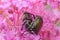 Japanese Beetles in Pink Flowers