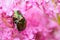 Japanese Beetles in Pink Flowers