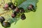 Japanese Beetles Popillia japonica on Leaf