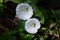 Japanese bindweed