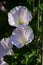 Japanese bindweed