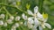 Japanese Bitter Orange. Citrus Trifoliata Or Japanese Bitter-Orange Flowers. Pan.