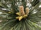 Japanese black pine closeup detail