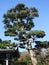 The Japanese black pines at the entrance of a temple.