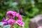 Japanese black spangle butterfly on a flower