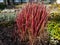 A Japanese bloodgrass cultivar (Imperata cylindrica) Red Baron with red and green leaves