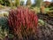 A Japanese bloodgrass cultivar (Imperata cylindrica) Red Baron with red and green leaves