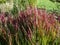 A Japanese bloodgrass cultivar (Imperata cylindrica) Red Baron with red and green leaves grown as an ornamental plant