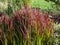 A Japanese bloodgrass cultivar (Imperata cylindrica) Red Baron with red and green leaves grown as an ornamental plant