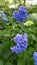Japanese blue blossom, vertical orientation.