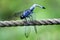 Japanese blue dragonfly on a rope fence bent tail