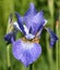 Japanese blue iris