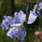 Japanese blue iris