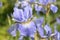 Japanese blue iris