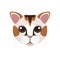 Japanese Bobtail kitten face, head of cute calico cat with spots