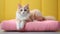 Japanese Bobtail Playing In Candy-colored Bed