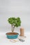 Japanese bonsai in a ceramic pot for indoor plants.