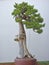 Japanese Bonsai Tree