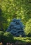 Japanese Bonsai Tree