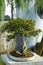 A Japanese Bonsai tree