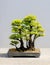 Japanese bonsai tree Cedar Elm clump