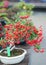 Japanese bonsai tree with red fruit