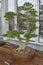 Japanese Boxwood Bonsai Tree