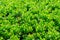 Japanese boxwood bush - Buxus microphylla