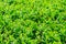 Japanese boxwood bush - Buxus microphylla