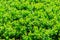 Japanese boxwood bush Buxus microphylla