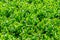 Japanese boxwood bush - Buxus microphylla