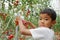 Japanese boy picking cherry tomato