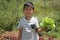 Japanese boy picking lettuce