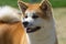 Japanese breed of Akita dogs close-up