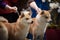 Japanese Breed Shiba Inu at the dog show portrait