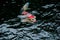 Japanese bright orange red carp fish in sacred pond