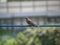 Japanese brown eared bulbul on a utility line 1