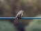 Japanese brown-eared bulbul on a utility line 3