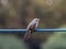 Japanese brown-eared bulbul on a utility line 4