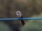 Japanese brown-eared bulbul on a utility line 7