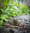 Japanese brown frog